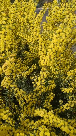 Yellow Wattle tree! The intricate, feathery foliage and bright blooms create a stunning display, radiating warmth and sunshine. Its elegance and charm make it a true natural treasure.