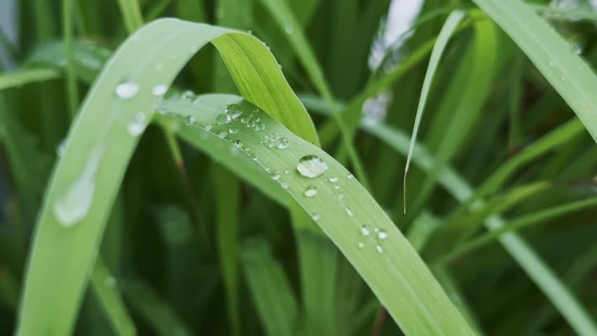 close-up view of lush green leaves of lemongrass adorned with numerous crystal-clear water droplets, A prominent, perfectly spherical dewdrop sits near the center of a leaf, acting as a focal point.