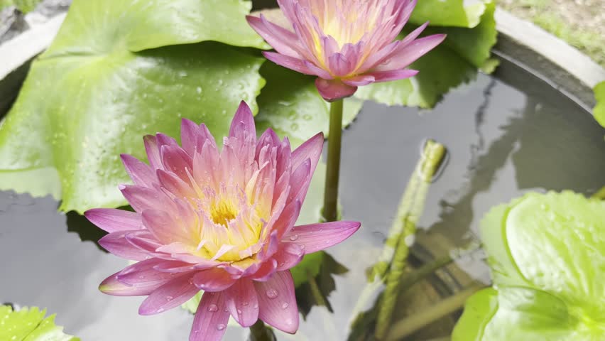 Beautiful purple lotus or water lily flowers blooming on pond, Nature Photograph With Close-Up Of Lotus Water Lily In Pond, Purple lotus flowers and leaves in the lake