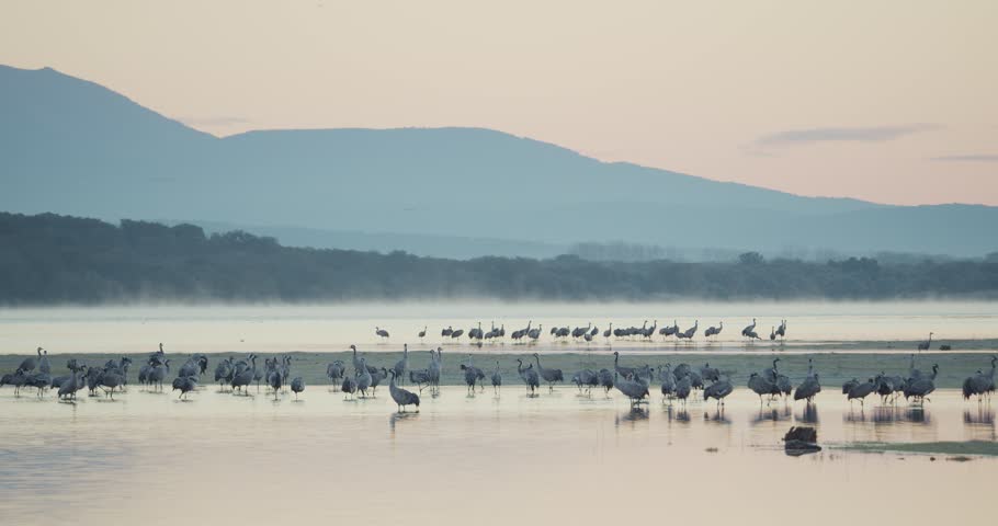 Group of cranes waking up at the roost during the wintering, within the lake, before dawn.