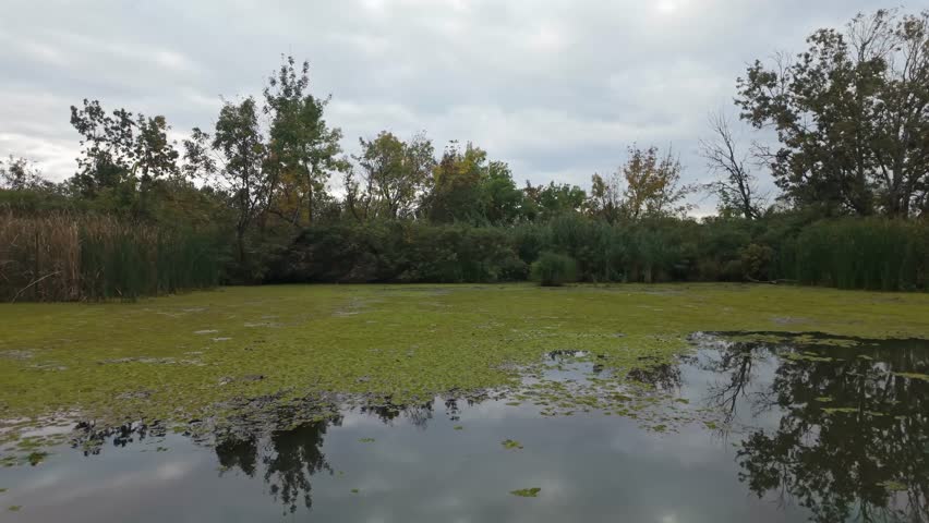 A serene wetland scene on Lake Tisza, featuring lush vegetation and a calm water surface under a cloudy sky in Hungary.