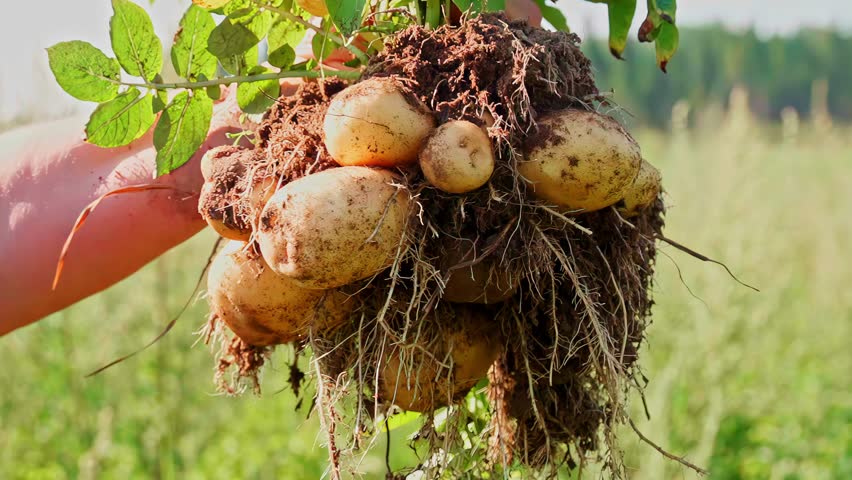 Organic potato crop agriculture eco farm harvesting season natural with soil