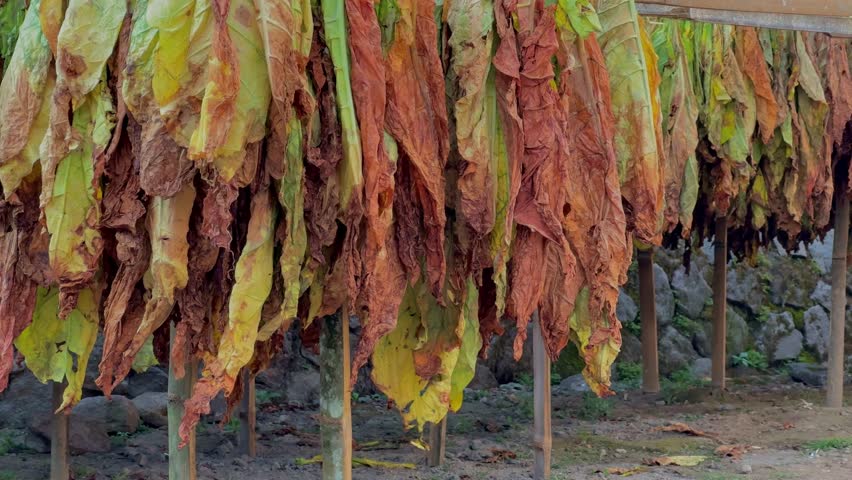 Close-up view of tobacco leaves drying under the sun, hung in traditional racks for curing.