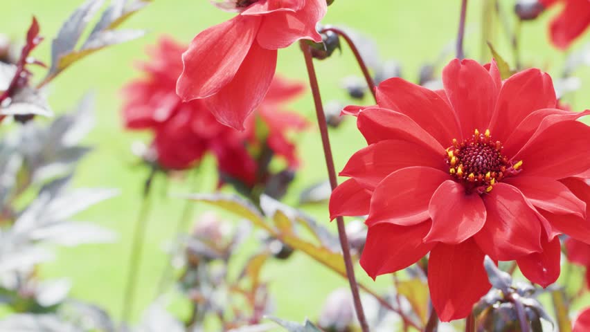 Vivid red flowers bloom in a lush garden, captured in a steady close-up with soft natural lighting and a blurred green background