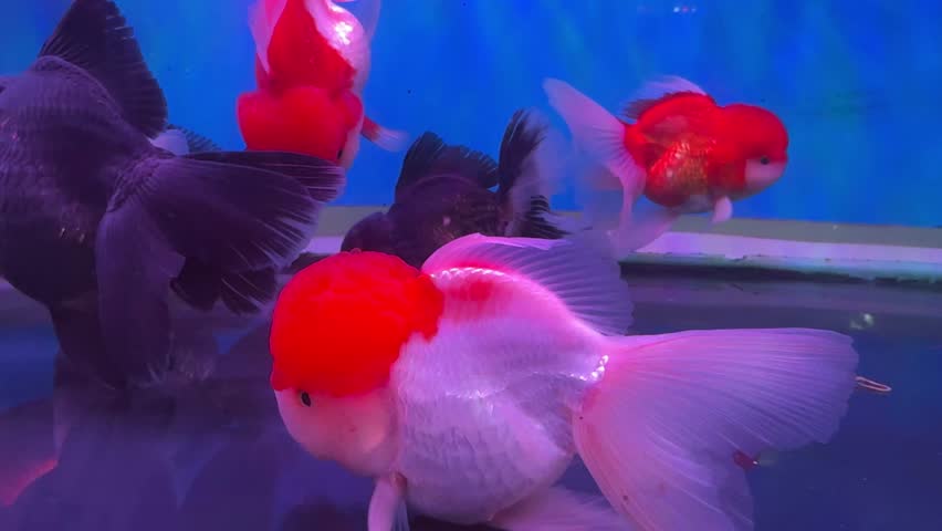 Pet ornamental goldfish or Carassius auratus, Family Cyprinida. Ranchu or lionhead goldfish is very popular to show in fish tank