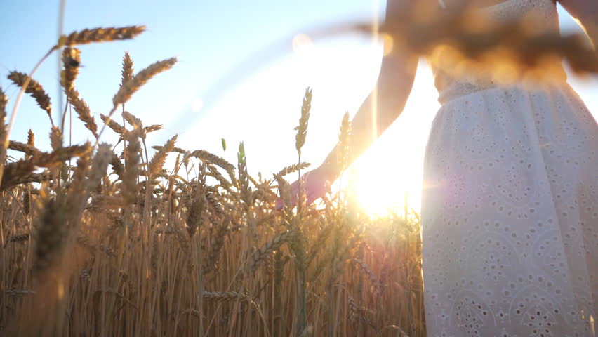 Camera follow to young girl in white dress walking through grain field at sunset time. Female hand moving over ripe wheat gently touching golden ears. Freedom or summer concept. Slow motion Low view