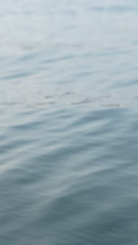 The water is calm and clear, with ripples in the surface. The image has a serene and peaceful mood, as if it were a snapshot of a quiet moment in nature