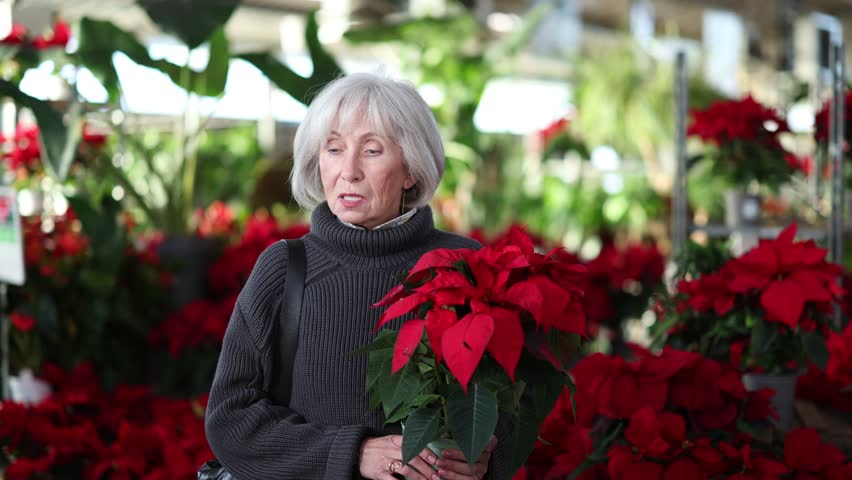 Mature woman in a knitted sweater chooses pots with a Poinsettia plant. Visitor to a garden store chooses plants for a cottage. High quality 4k footage