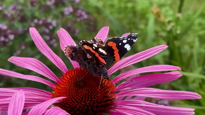 beautiful red admiral butterfly sips nectar from vibrant echinacia flower in green garden. animal insect closeup
