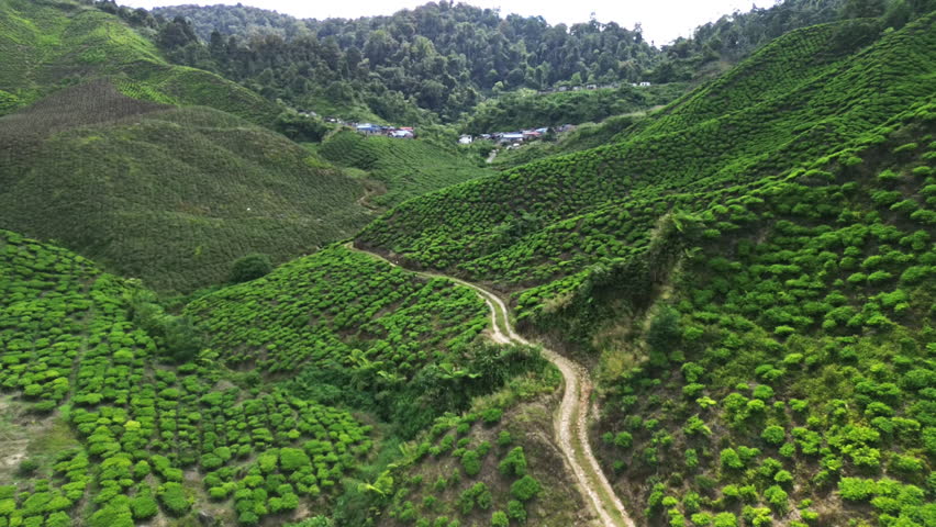 Aerial drone pull-away shot, flying diagonally upward from Cameron Highlands tea plantation, revealing sweeping green terraces under a clear blue sky. Scenic landscape, Malaysia.