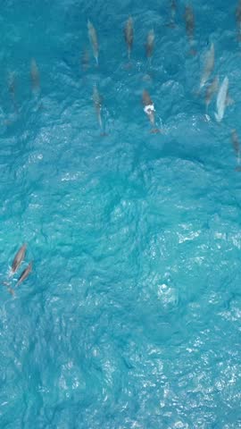 Aerial view of a pod of dolphins swimming together in the deep blue waters of tropical ocean in Bali, Indonesia. Peaceful and captivating marine wildlife scene in natural habitat.