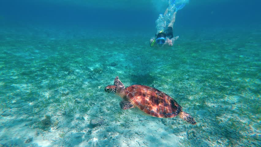Underwater snorkeling with sea turtle in clear tropical ocean on Gili Islands. Snorkeler exploring marine life and aquatic wildlife. Exotic travel destination and adventure tourism in Indonesia.