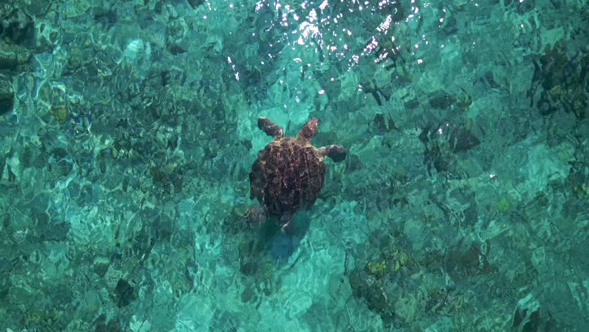Aerial view of sea turtle swimming in crystal-clear turquoise water above coral reef near the Gili Islands, Indonesia. Peaceful marine wildlife scene in a tropical paradise.