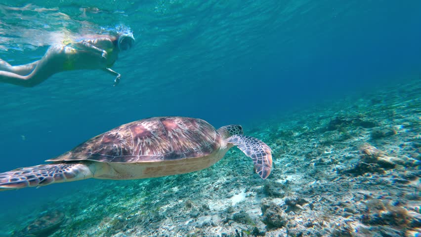 Underwater snorkeling with sea turtle in clear tropical ocean on Gili Islands. Snorkeler exploring marine life and aquatic wildlife. Exotic travel destination and adventure tourism in Indonesia.