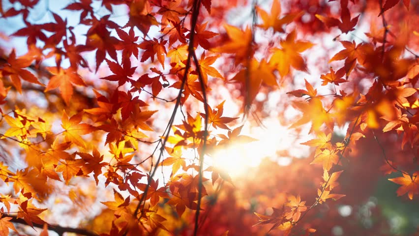 Sunlit Autumn Leaves.Autumn forest natural landscape.Closeup