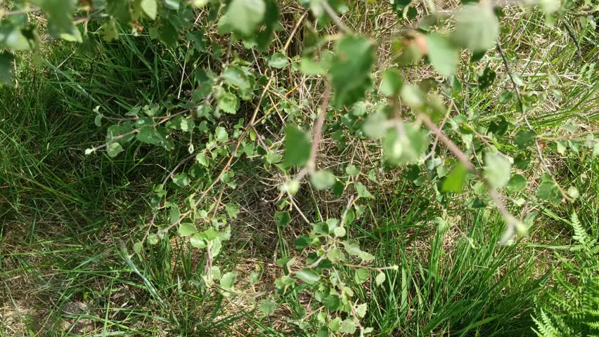 Brimhan Rocks 6 - Harrogate, Yorkshire UK