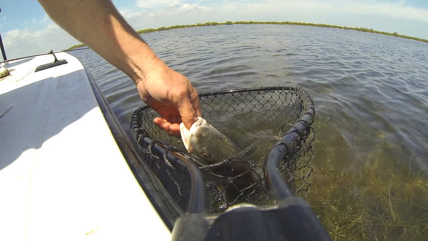 Redfish (Sciaenops ocellatus)  being pulled from net in Florida