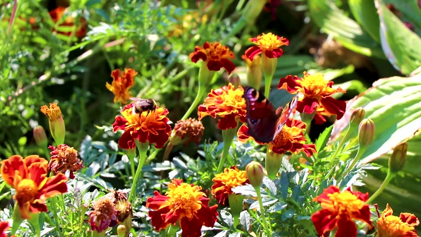 Little fox butterfly and bumblebee bumble bee on yellow flower blossoms in Mir Karelichy District Hrodna Region Belarus.