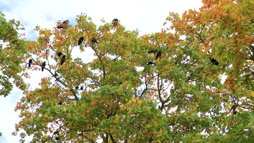 Many ravens and crows sitting on a tree with blue sky in Mir Karelichy District Hrodna Region Belarus.