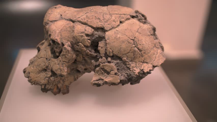 close up of a Neanderthal skull