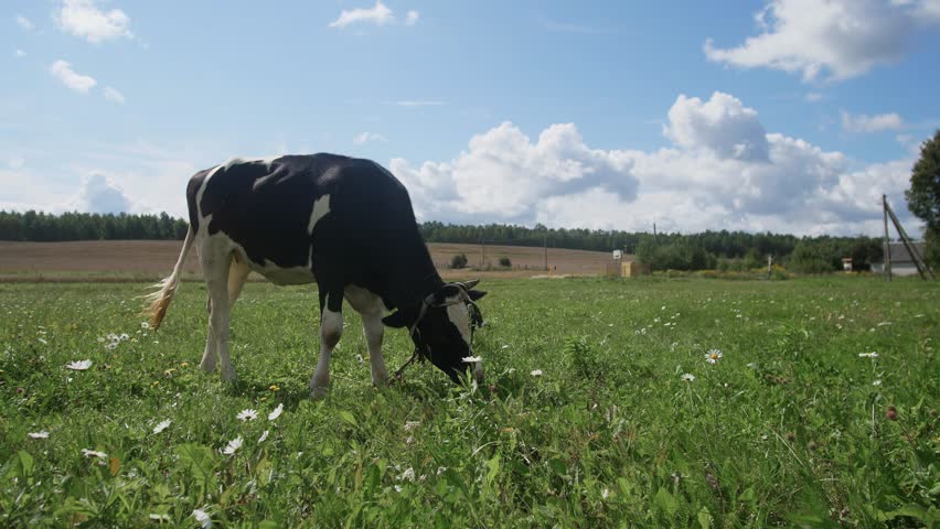 A black and white cow grazes peacefully in a green field, surrounded by wildflowers and under a bright blue sky with fluffy clouds. The serene landscape highlights rural life.