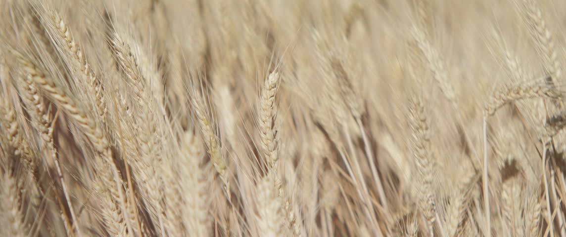 Organic crops of common wheat 4K zoom in video