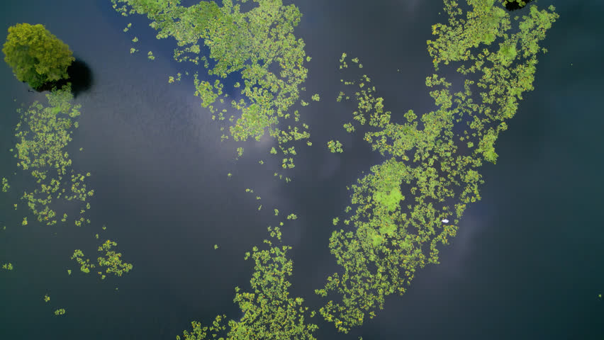 Aerial View Of Yellow Water-lily Floating In Hillsborough River In Temple Terrace, Florida, USA. - overhead shot