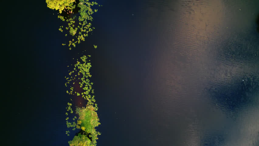 Top Down View Of Trees And Waterlilies Floating In Hillsborough River In Florida, USA. - aerial shot