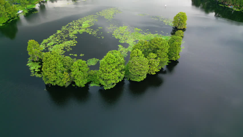Birds Flying Over The Hillsborough River With Green Trees And Water Lilies In Florida, USA. - aerial, orbiting left shot