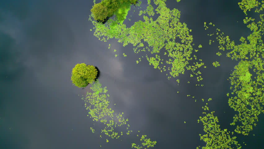 Yellow Water-lily Floating In The Tranquil Waters Of The River In Florida, USA. - aerial, birds eye view shot