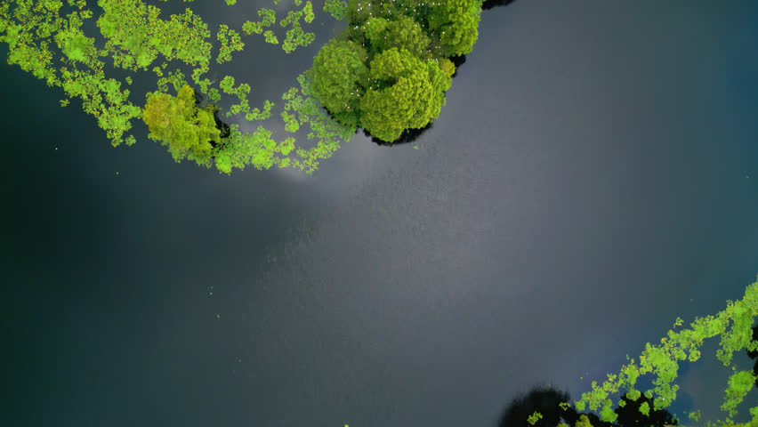 Aerial Top Down View Over Yellow Water-lilys and Trees Growing In Hillsborough River In Temple Terrace, Florida, USA.