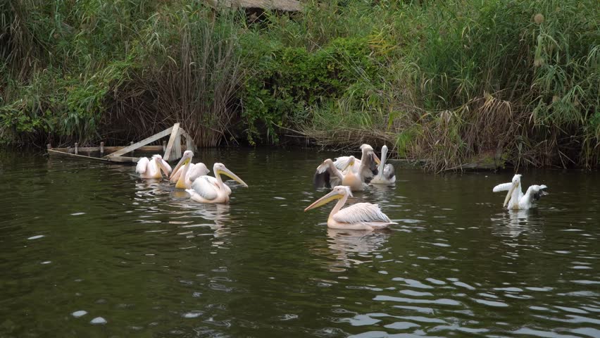 A flock of swimming pink and white pelicans in a lake close to the bushy shore.