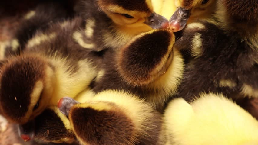 Close up of newborn muscovy ducklings huddling together