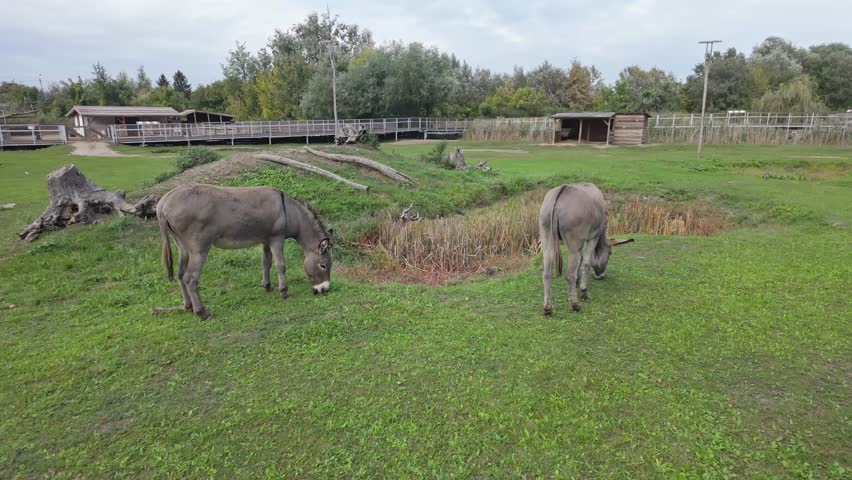Grazing Hungarian parlagi donkeys in a grassy park on a cloudy autumn day.