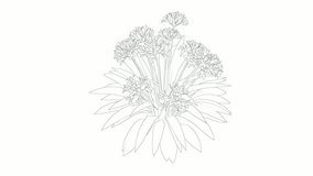 Clean botanical line art design on minimalist white background. - Powered by Shutterstock - Get 15% off with code: PIKWIZARD15