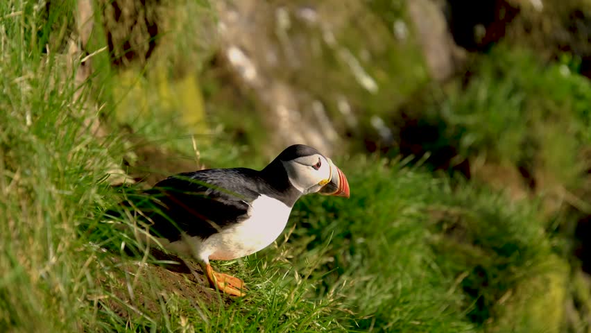 A beautiful puffin stands proudly on a grassy cliff in Iceland. The vibrant colors of its beak contrast with the lush green surroundings, capturing the essence of this unique wildlife experience.