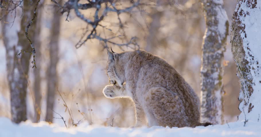 Eurasian Lynx Grooming in a Winter Forest