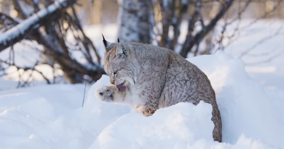 Wild Lynx Grooming in Snowy Scandinavia