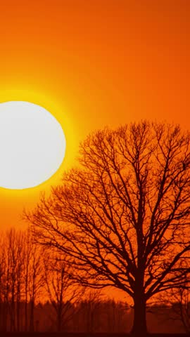 Timelapse of sunset behind silhouette tree, warm and calming mood