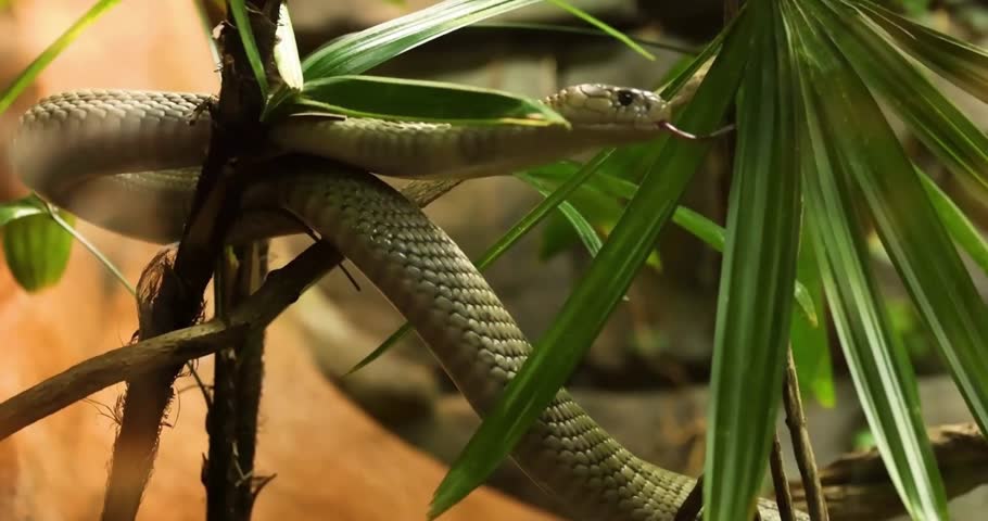Close Up of a Venomous King Cobra Snake Coiled on a Branch