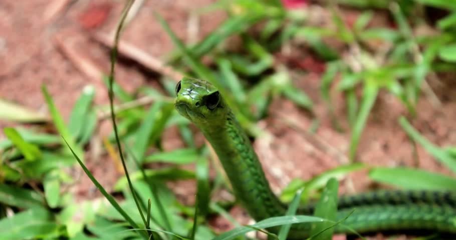 Close Up of a Green Grass Snake Crawling on Green Lawn