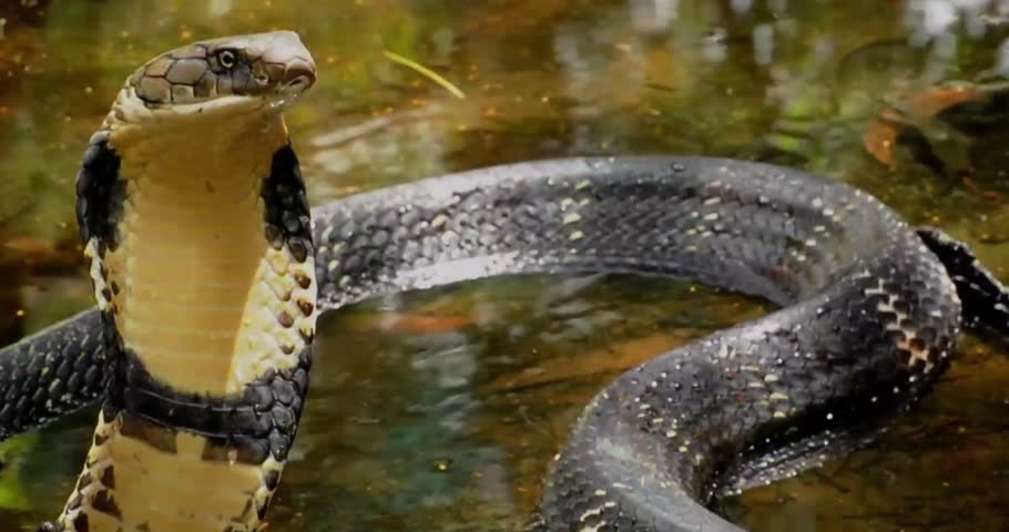 Venomous King Cobra Resting Motionless on Water