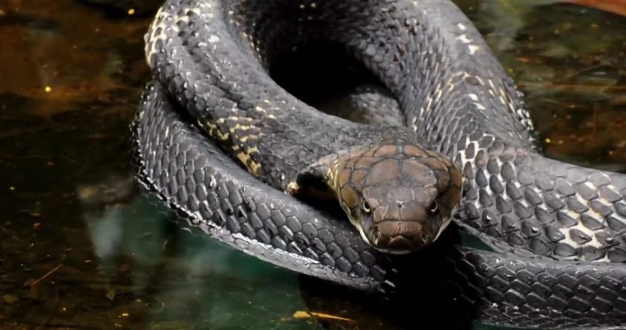 Close Up of King Cobra Lying Still on Water Surface