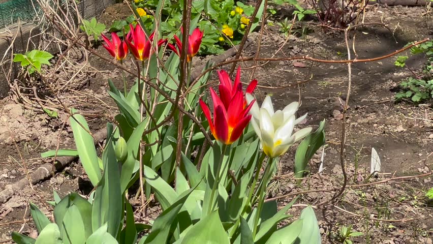Red and white color Single Early Tulips (Tulipa) bloom in a garden in May 2023. Idea for postcards, greetings, invitations, posters and Birthday decoration, backgroun