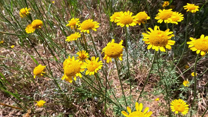Cota tinctoria, the golden marguerite, yellow chamomile, or oxeye chamomile, yellow flowers in the garden, Ukraine