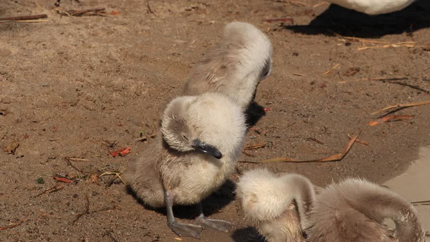 Young cygnets interact playfully on sandy shore, showcasing their fluffy feathers and curious nature, highlighting the beauty of wildlife in natural habitat	