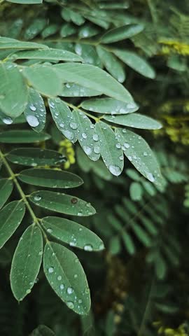 Rain drop or water drop on leaves aesthetic and realistic slow motion video of green leaves with dark green background 