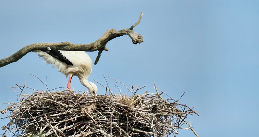 White stork (Ciconia ciconia) on its nest in Yonne, Burgundy, France. A large migratory bird, symbol of wetlands and rural biodiversity.