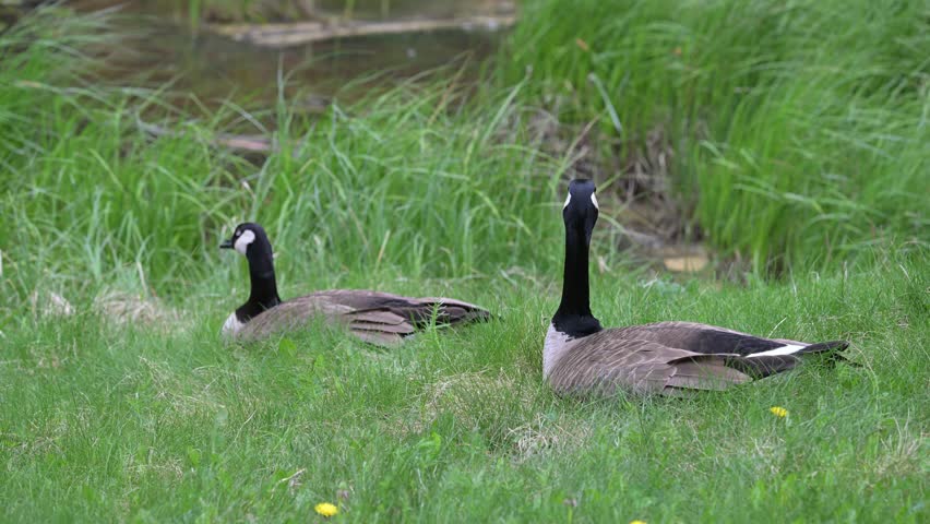 Canada goose family in Canada