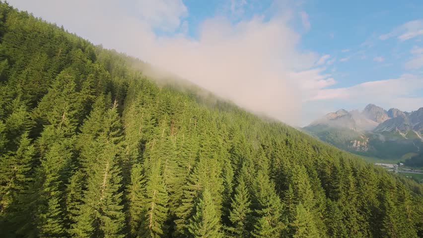 Atmospheric aerial drone footage flying over a dense green pine forest on a mountainside, partially covered by a thick layer of fog and clouds, with distant peaks visible.